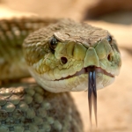 rattlesnake-653642_1920